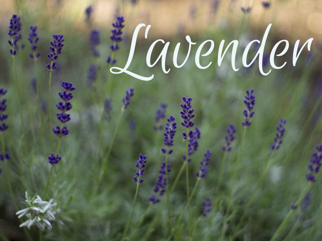 lavender ~ multi-talented useful herbs 