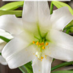 Easter lily flowers.