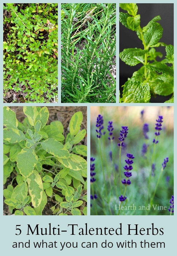 Learn about 5 multi-talented useful herbs for your garden. Easy to grow perennials with many uses in the home.