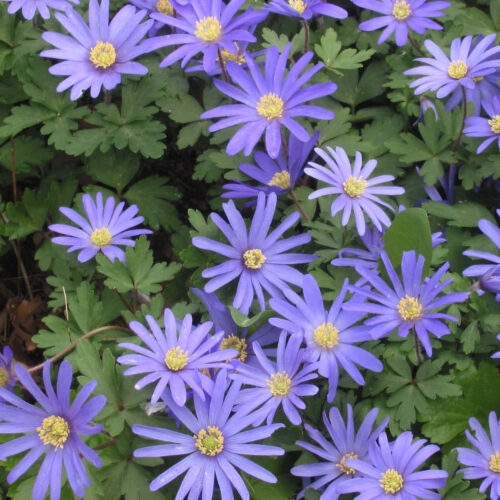 Purple spring flowers called Anemone blanda