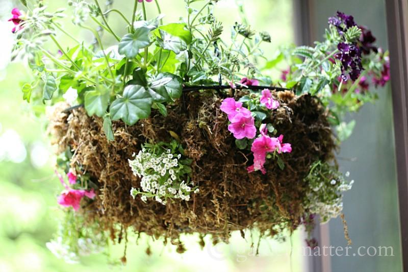 Hanging-Sphagnum-Moss-Planter-gardenmatter.com