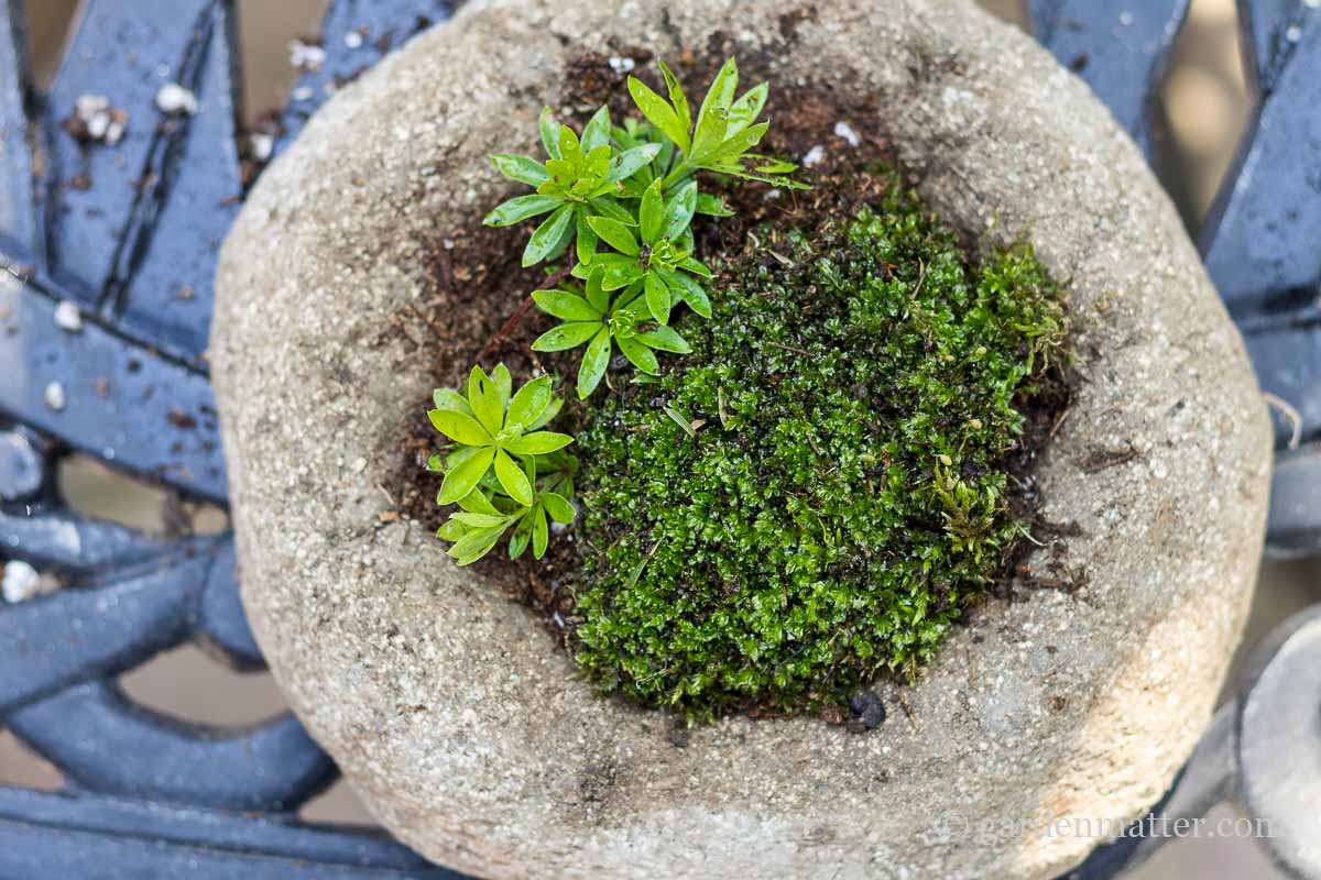 Hypertufa with moss and sweet woodruff ~ Freeform Hypertufa Planter ~ gardenmatter.com