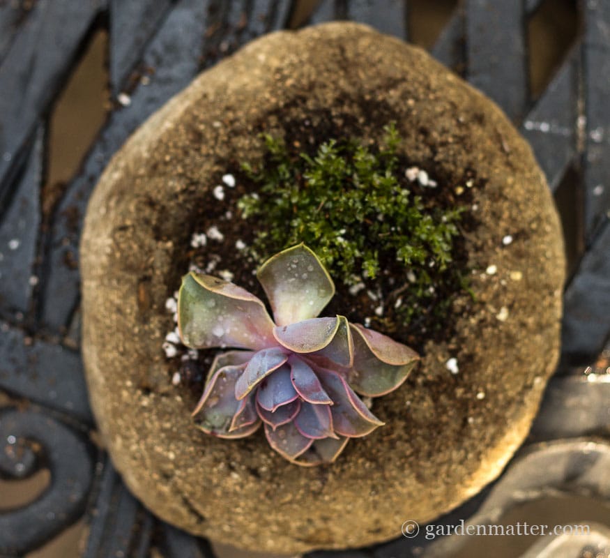 Hypertufa with sempervivum & moss ~ Freeform Hypertufa Planter ~ gardenmatter.com