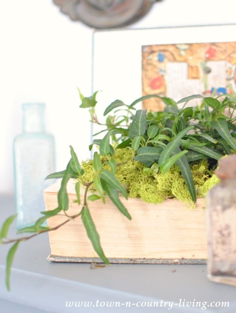 Unique Planter Ideas | Hearth and Vine