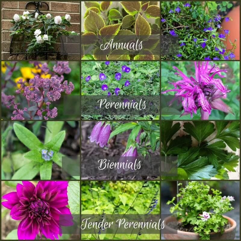 Annuals, Perennials, Biennials, Tender Perennials collage