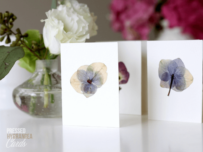 Pressed Hydrangeas via homework