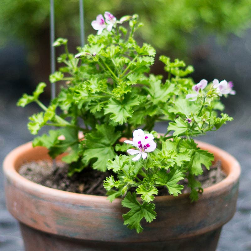 Rober's Lemon Rose geranium.