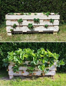 strawberry-pallet-planter-project-lovely greens