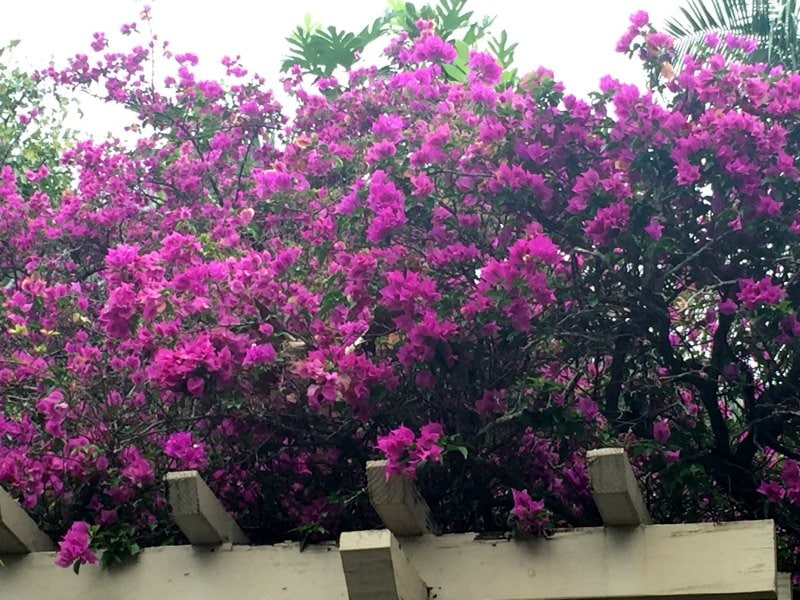 Bougainvillea Shrub - Same Plant DIfferent Hardiness Zones ~ gardenmatter.com