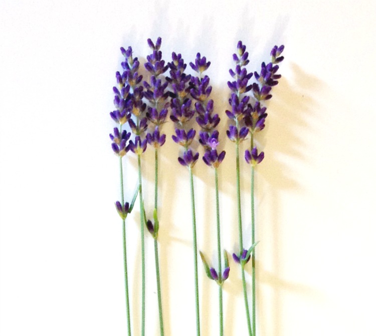 Dried Hidcote Lavender