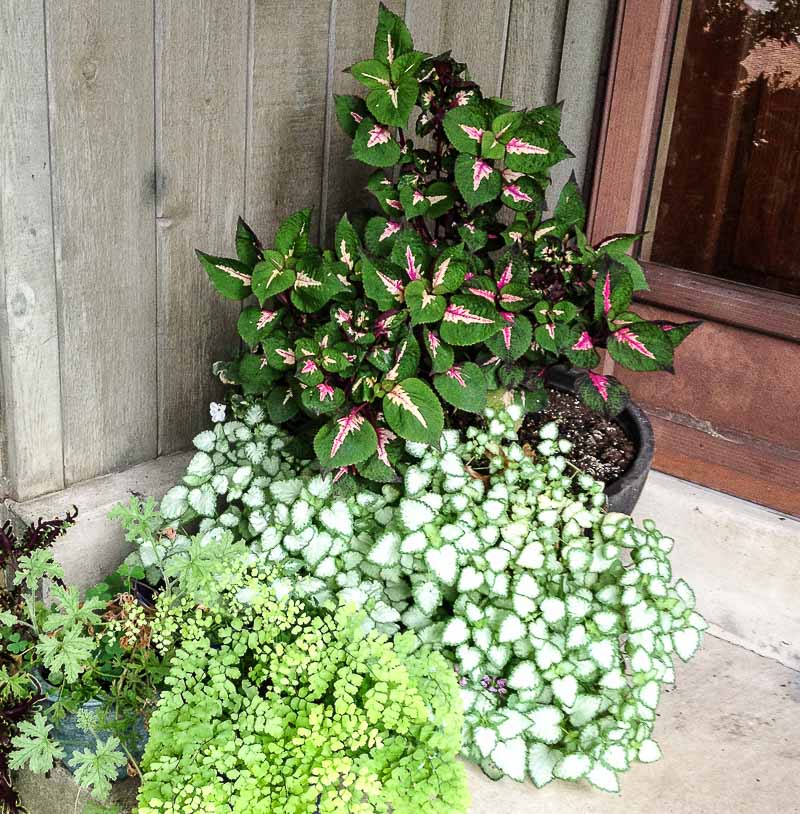 Planter with shade loving plants in the fall.