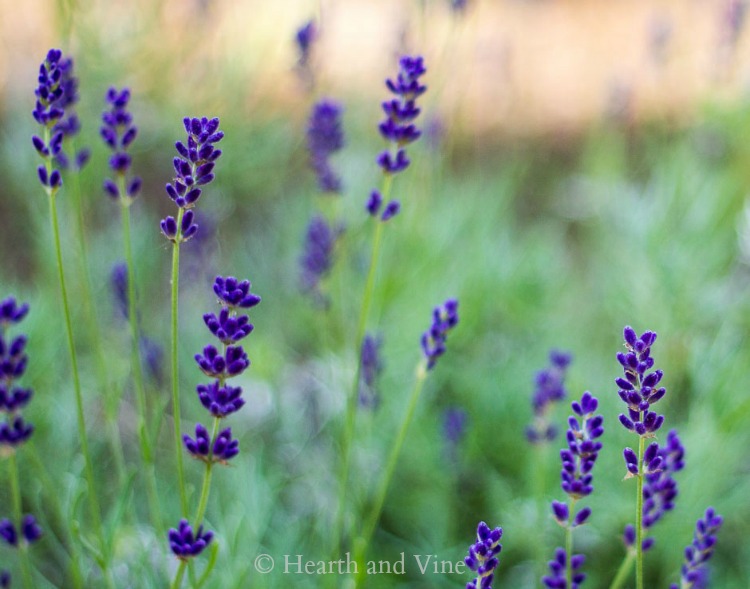 Hidcote English Lavender