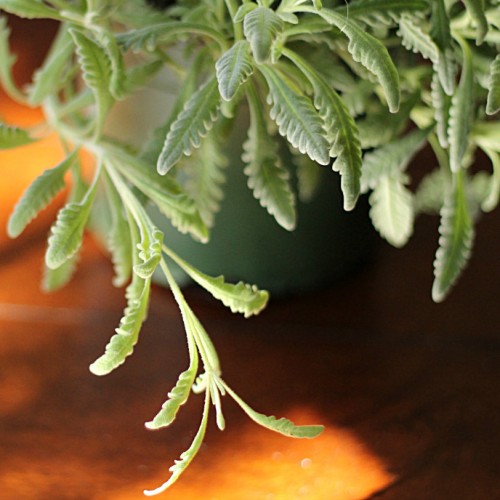 French lavender foliage closeup