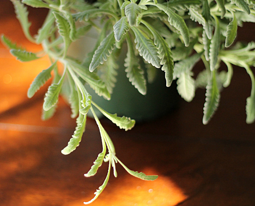 French Lavender foliage