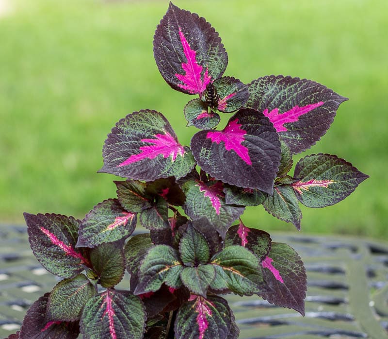 Perilla Magilla ~ Favorite Shade Loving Plants ~ gardenmatter.com