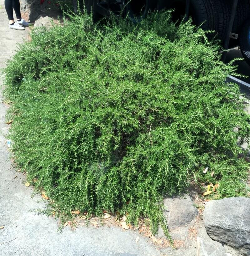 Rosemary in Guernesville - Same Plant Different Hardiness Zone ~ gardenmatter.com