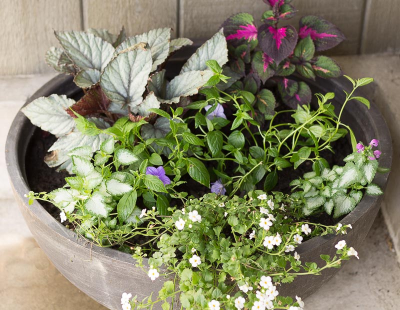 Shade loving plants in a porch planter