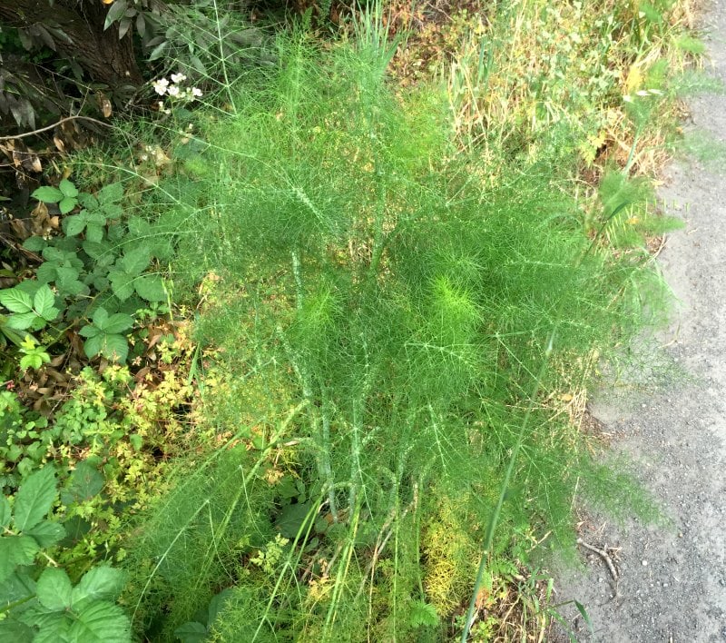 Wild Fennel - Same Plant Different Hardiness Zones - gardenmatter.com