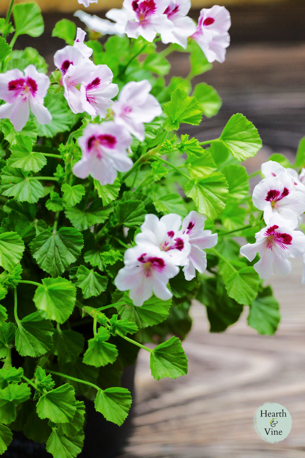 Scented Geraniums Another Fragrant Beauty You'll Want to Grow