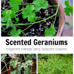 Collage of scented geranium foliage