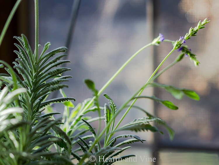 French lavender flowers