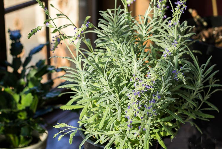 French lavender in pot at home.