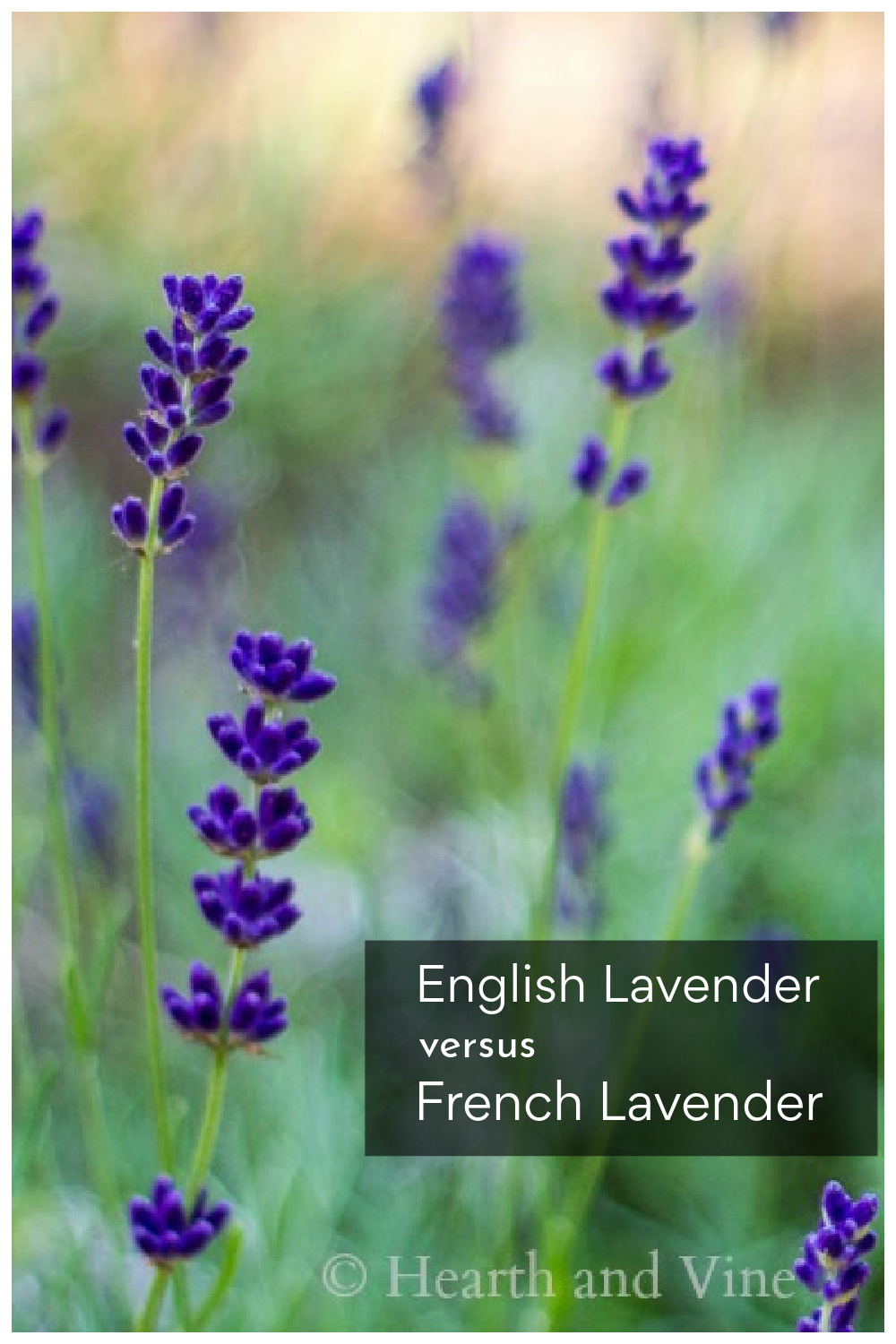 French Lavender vs English Lavender Varieties & How to Grow