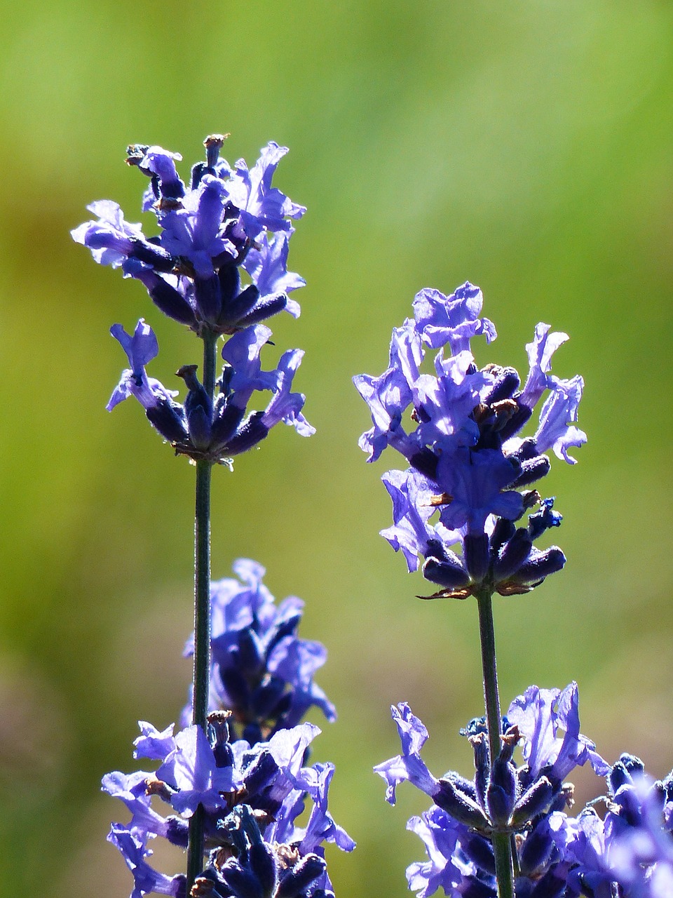 Lavender in bloom