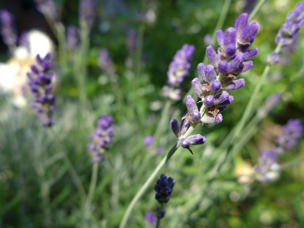 Munstead lavender in the garden.