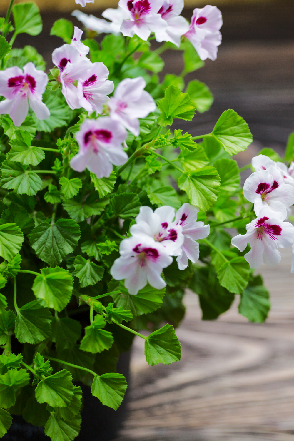 Scented Geraniums Another Fragrant Beauty You'll Want to Grow