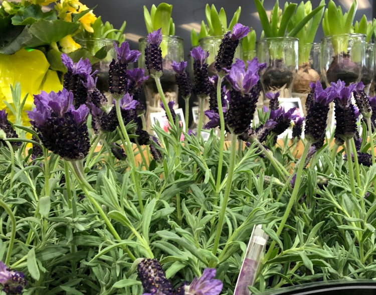 french vs english lavender