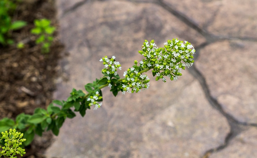 Flowering Oregano - 10 summer gardening tips 