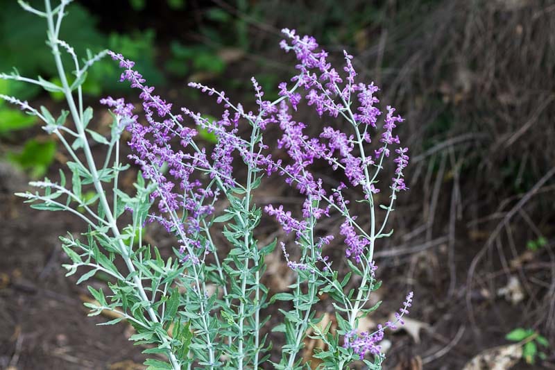 Russian-Sage-Long-Blooming-Perennial