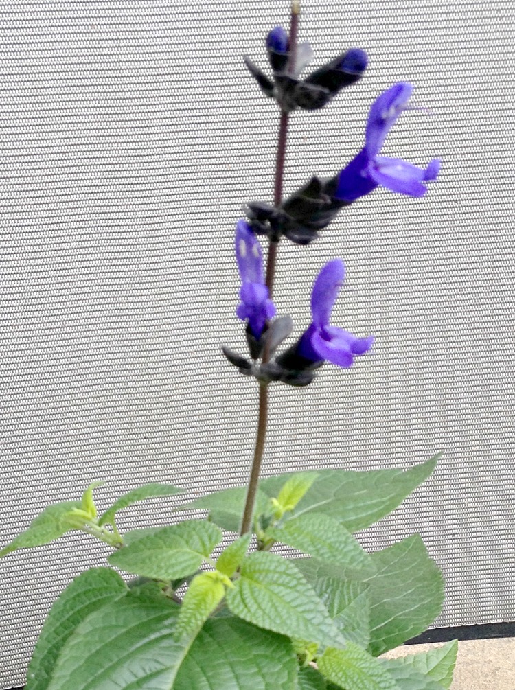 Black and blue salvia flower