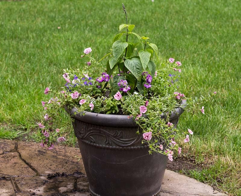 Full Sun Planter Ideas Containers That Will Last All Season