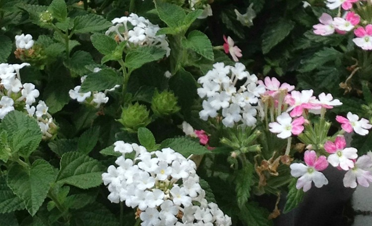 Trailing verbena white and pink