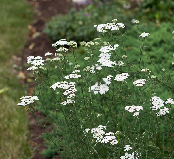 White yarrow in the garden.