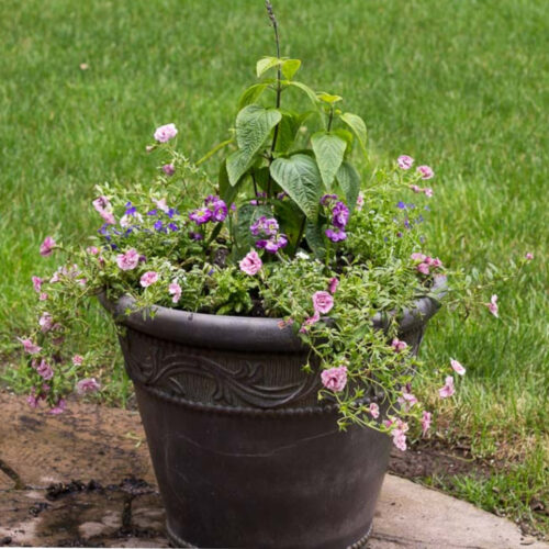 Full sun loving flower planter.