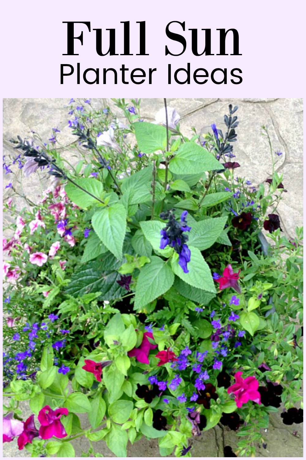 Full Sun Planter Ideas Containers that Will Last All Season Hearth and Vine