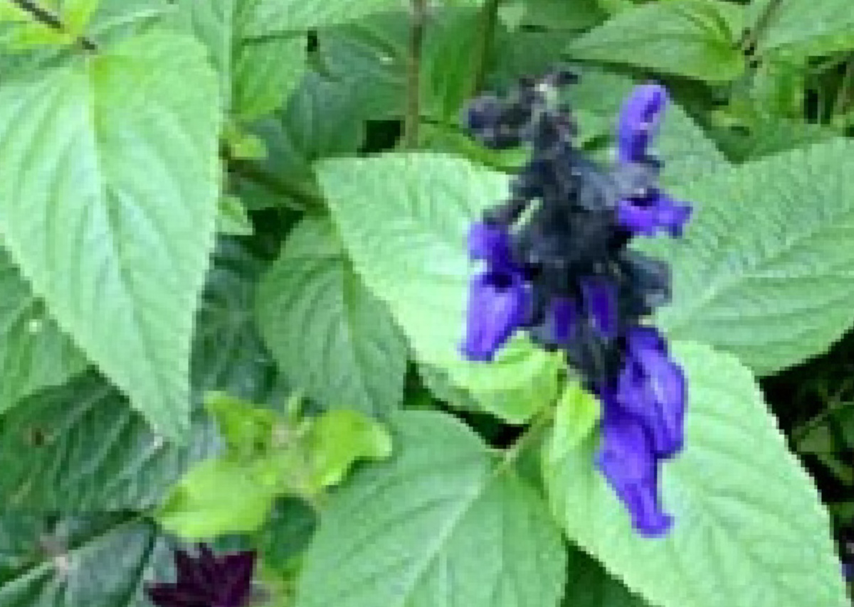Salvia 'Black and Blue' in flower.