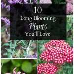 10-long-blooming-plants