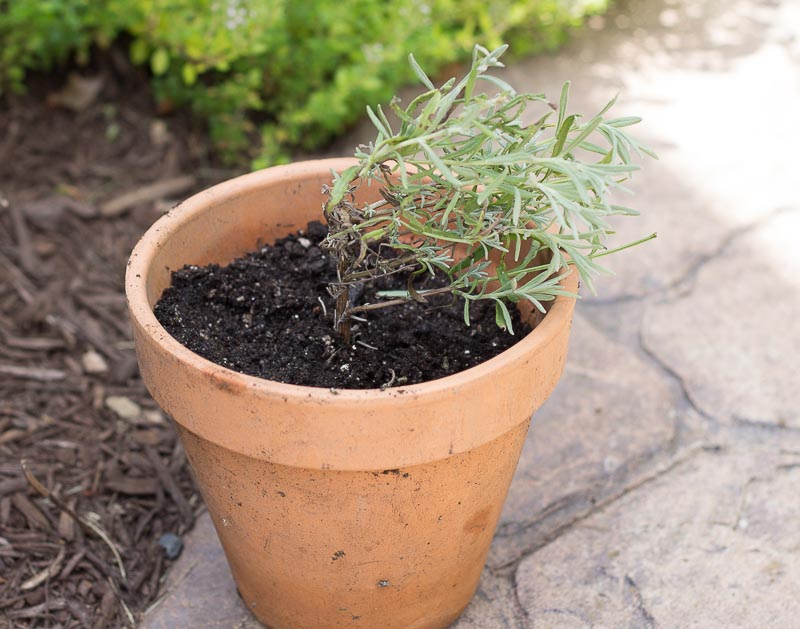 Easy Layering Plant Propation - Lavender Potted Up