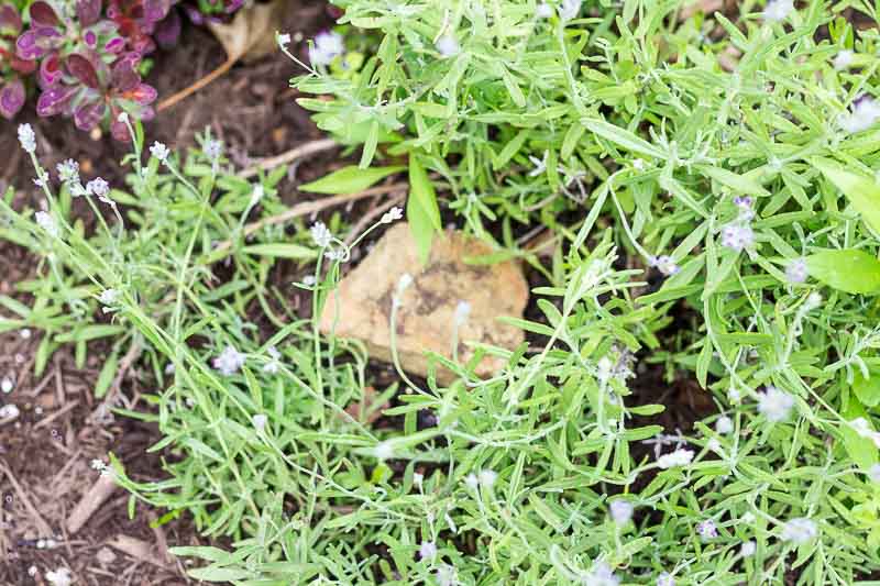propagate woody plants for lavender