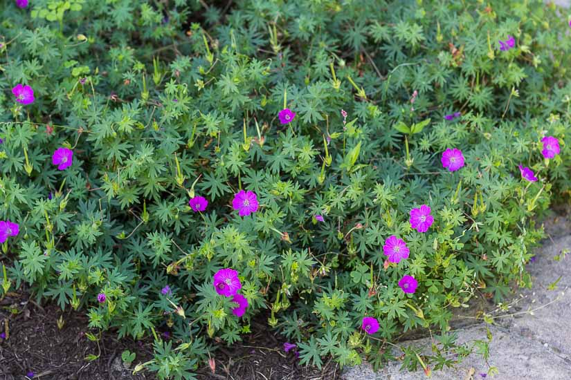 Geranium sanguineum