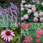 Collage of flowers including russian sage, pink hydrangeas, coneflower and yarrow.