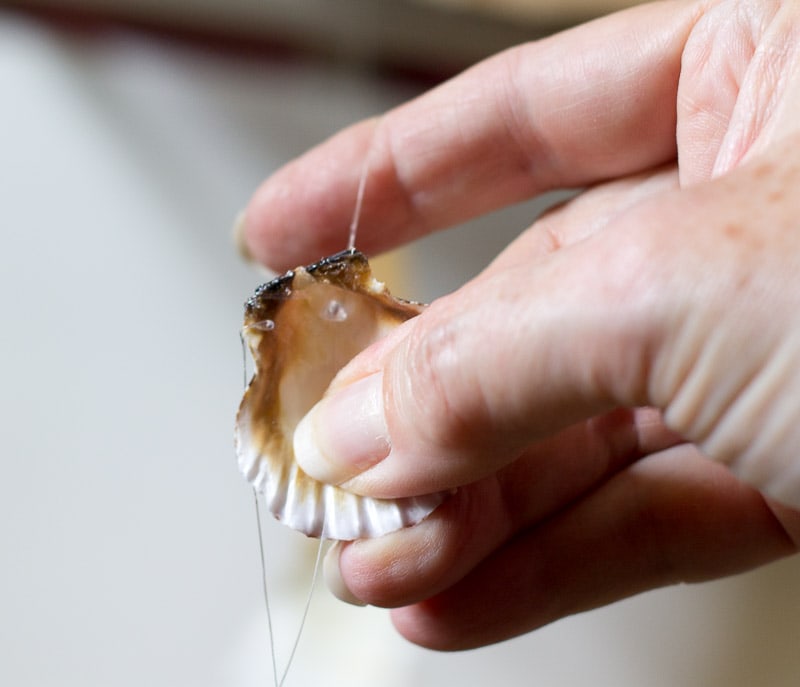 Fishing line is thread through a hole at the top of the seahell