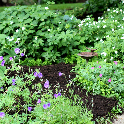 Front garden in bloom with anemone and geraniums.
