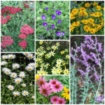 Long blooming perennials including yarrow, geraniums, black-eyed susan, daisy, coneflower, coreopsis, and russian sage.