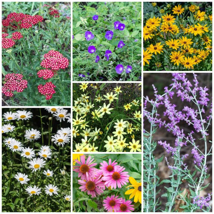 10+ Long Blooming Perennials Flowers All Summer Long