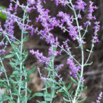 Russian sage a long blooming perennial flowering plant.